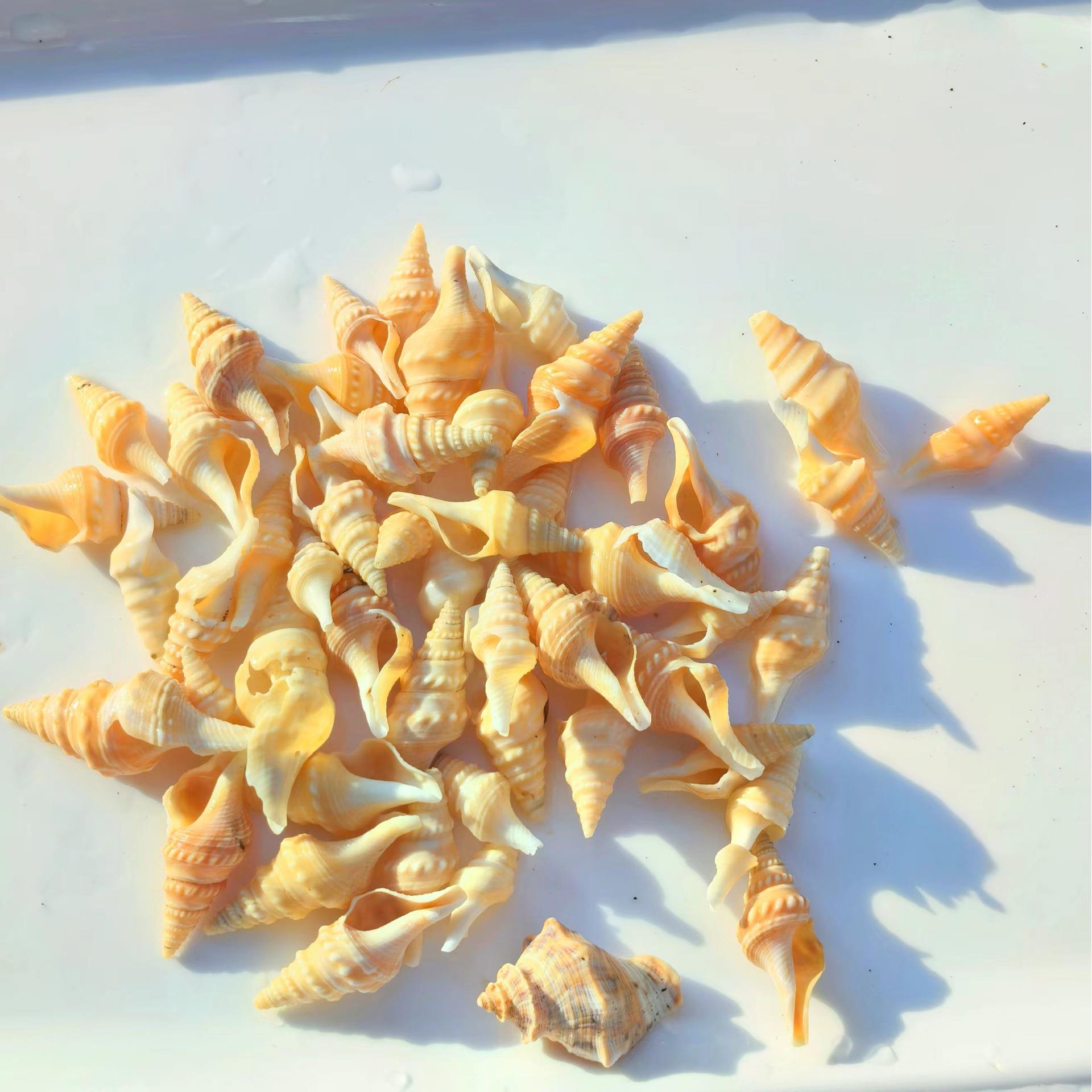 寄天然小螺海贝壳鱼缸景居蟹替换造壳漂流瓶材料家居装饰摆件礼物
