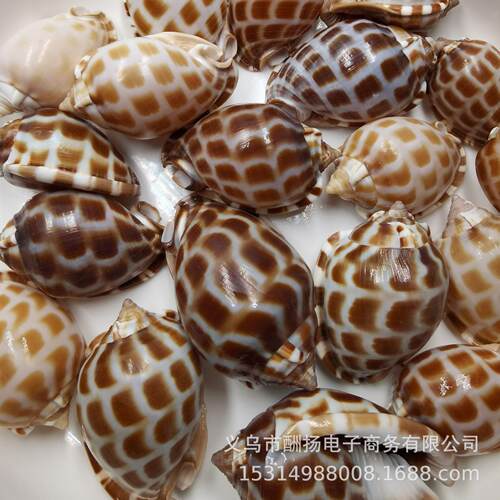 高鱼亮棋盘螺天然贝壳海族螺替缸水装饰寄居蟹换壳标本厂家.