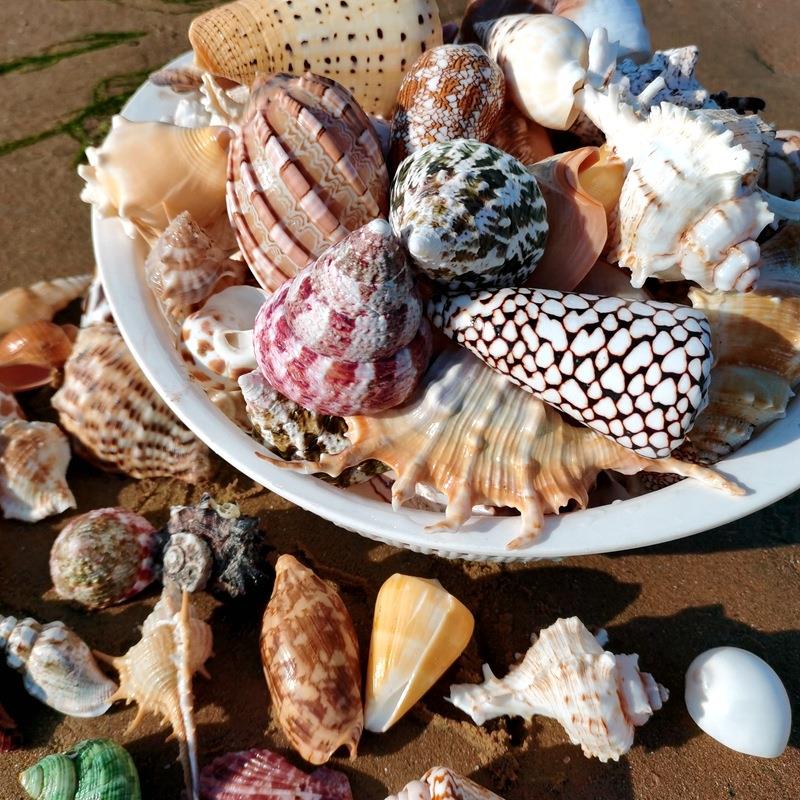 然海螺ll692144贝壳海星鱼缸造景寄居换壳漂天流瓶料家居装饰摆件