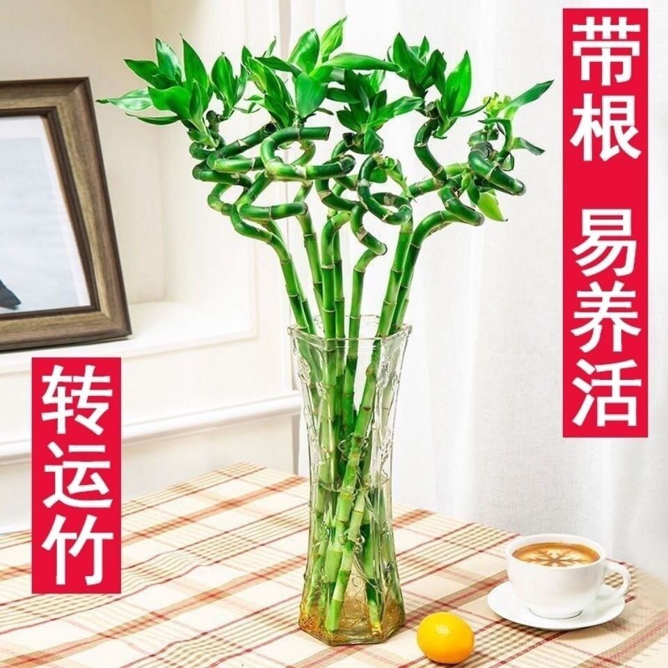 转运竹带根室内水培植物图片