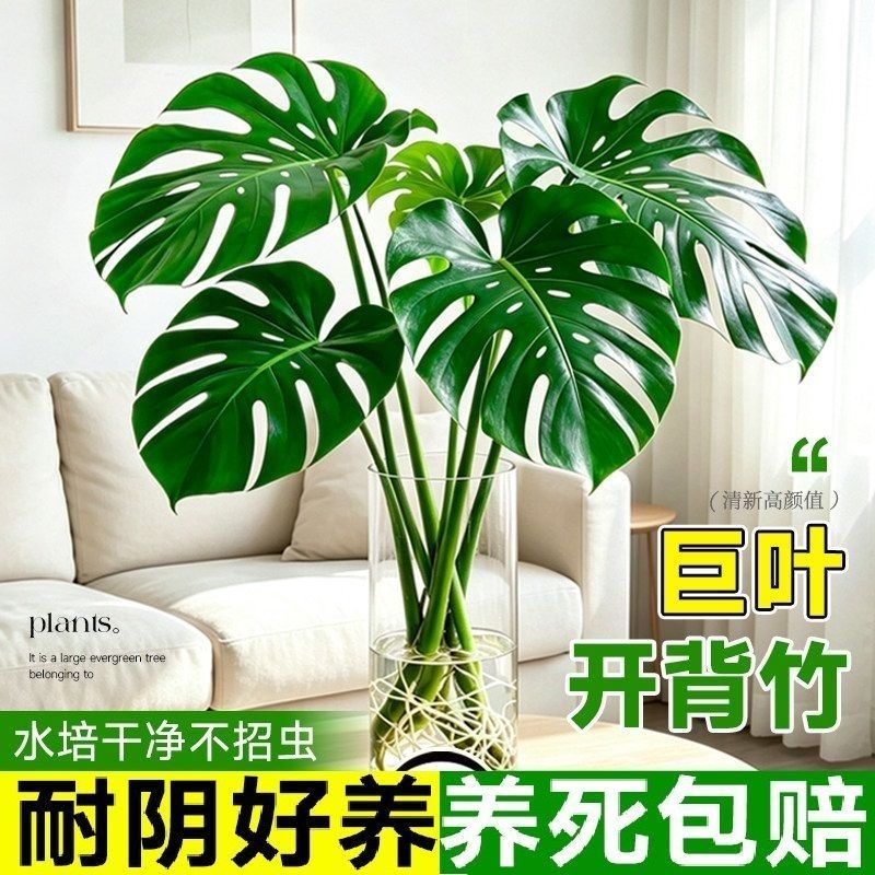 龟背竹水培植物四季绿植室内水养盆栽客厅办公室桌面大叶老桩竹子