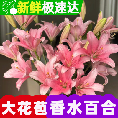 百合鲜花客厅卧室书房