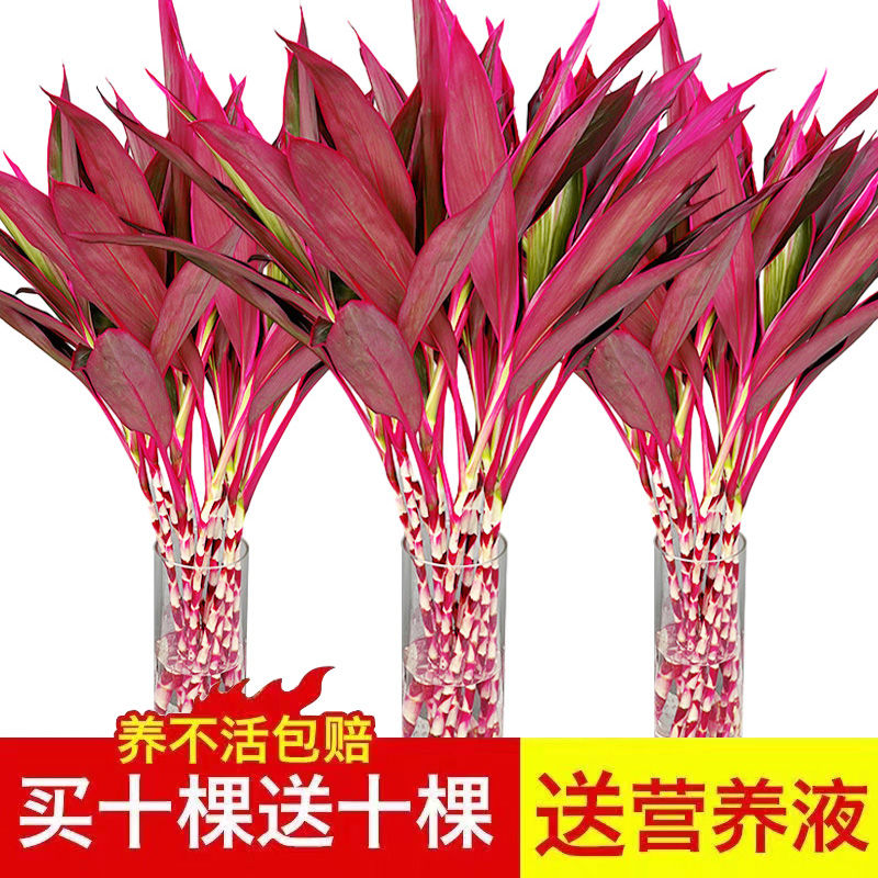 富贵竹水培植物客厅招发财竹子鸿运竹绿植盆栽花卉植物室内花紫竹