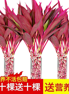 富贵竹水培植物客厅招发财竹子鸿运竹绿植盆栽花卉植物室内花紫竹