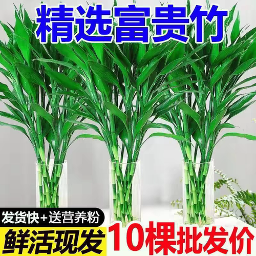 富贵竹水培植物客厅发财树绿萝