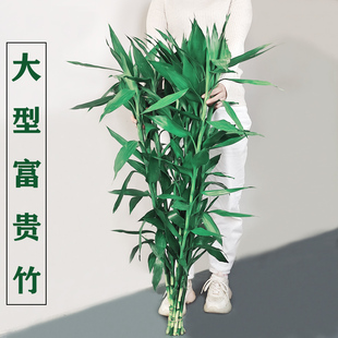 富贵竹植物水养水培客厅摆放室内摆设盆栽花卉室内绿萝大型绿植