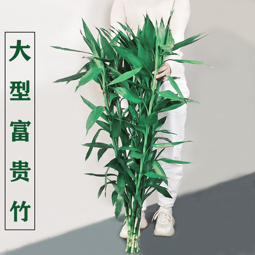 大型富贵竹家居客厅长久摆放