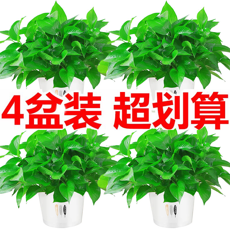 绿箩植物室内吸甲醛去除办公室绿植盆栽室内花卉新房家用水培绿萝