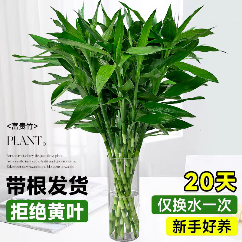 带根富贵竹水培植物客厅图片