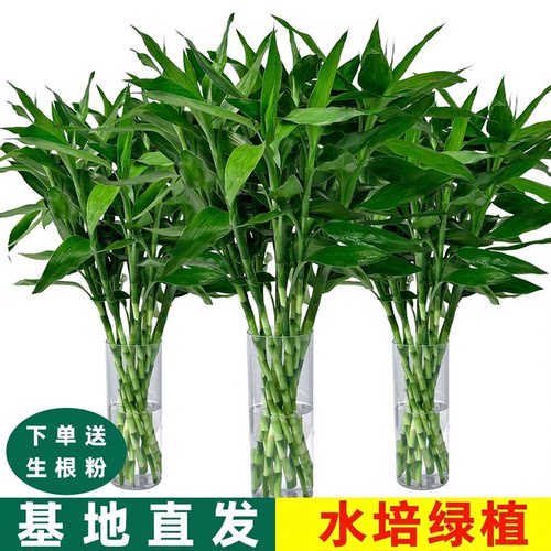 富贵竹水培植物客厅发财树绿萝