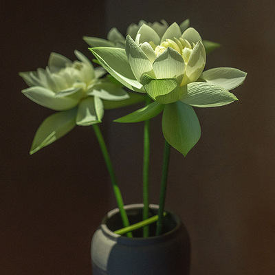 宣平贡莲新鲜荷花黄色现摘现发