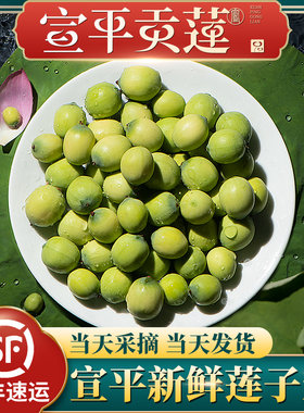 即食莲蓬颗粒莲子米现摘新鲜莲蓬
