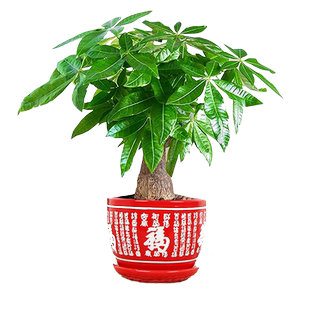 大发财树盆栽绿植花卉室内客厅好养活四季常青净化空气老桩耐旱