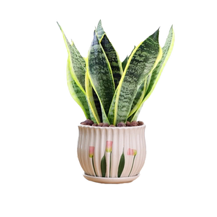 金边虎皮兰盆栽绿植室内客厅好养易活四季常青净化空气青叶虎耳兰