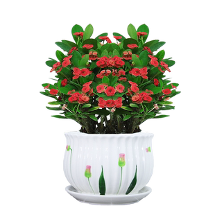 铁海棠虎刺梅室内盆栽客厅办公室桌精品绿植花卉净化空气水培花盆