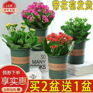 长寿花盆栽花卉绿植重瓣花苗大植物四季开花好养易活带花苞金狐狸