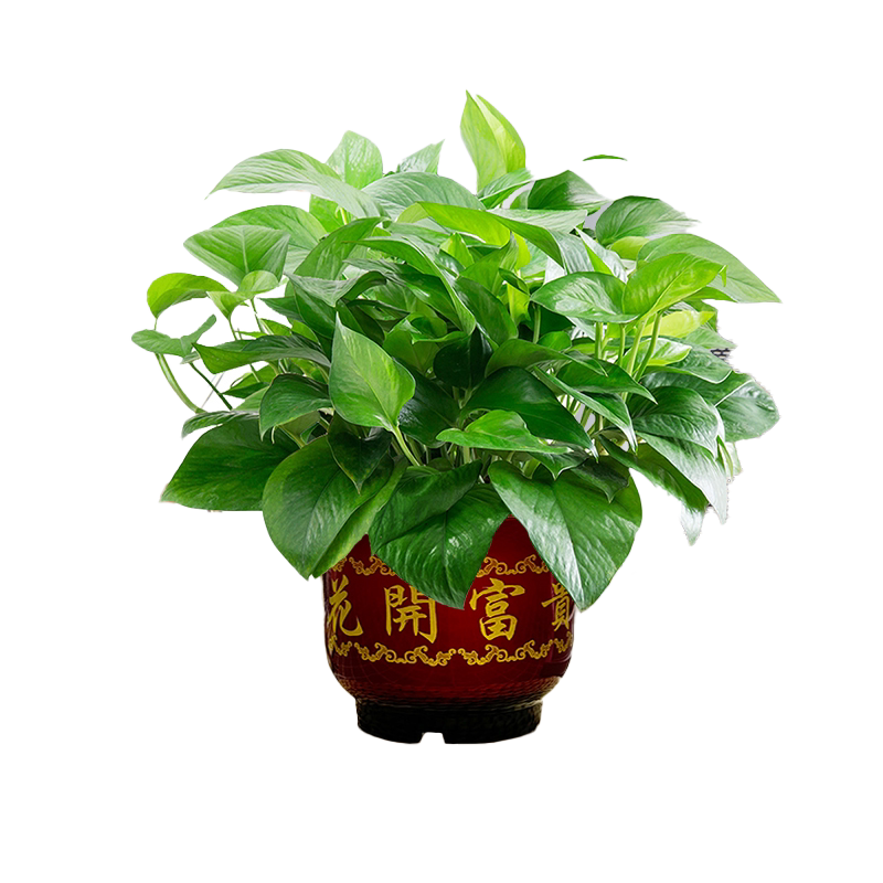 红掌植物室内客厅鸿运当头好养活
