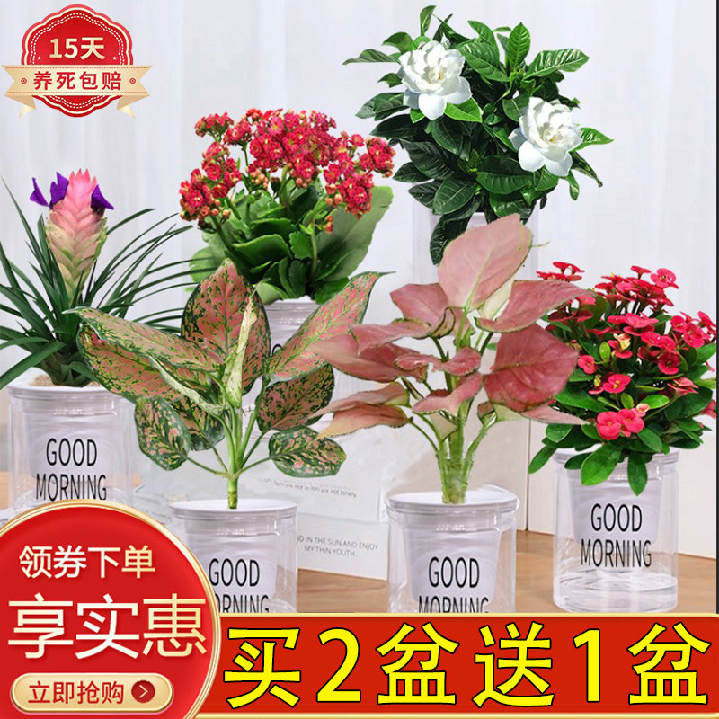 栀子花长寿花卉满天星绿植小盆栽水培盆小植物苗办公桌室内发财树