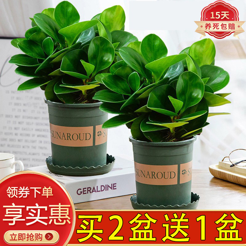 豆瓣绿碧玉盆栽好养护土水培美观四季常青绿植室内客厅净化空气