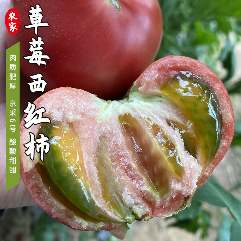密云农家自种番茄西红柿 京采8号 新鲜现摘蔬菜6号西红柿酸甜多汁