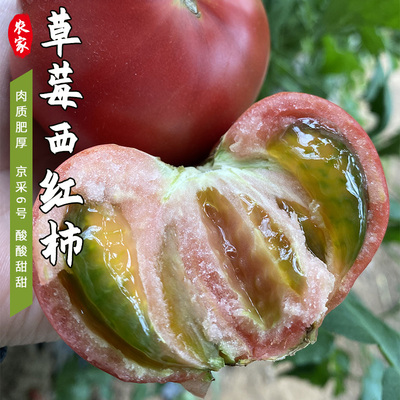 密云农家番茄西红柿京采8号
