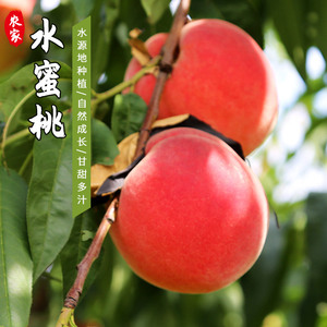 北京平谷大桃5斤包邮 水蜜桃水果新鲜超甜可口脆桃当季硬桃子毛桃