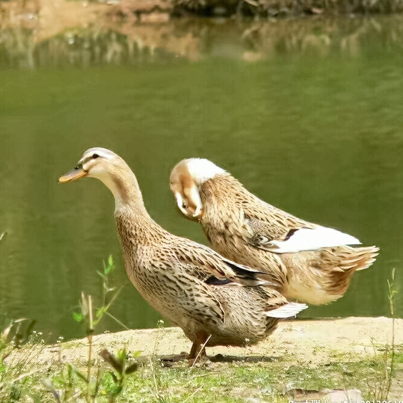 鸭子农家散养土鸭大麻鸭水鸭青头鸭整只新鲜鸭肉现杀农村放养土鸭