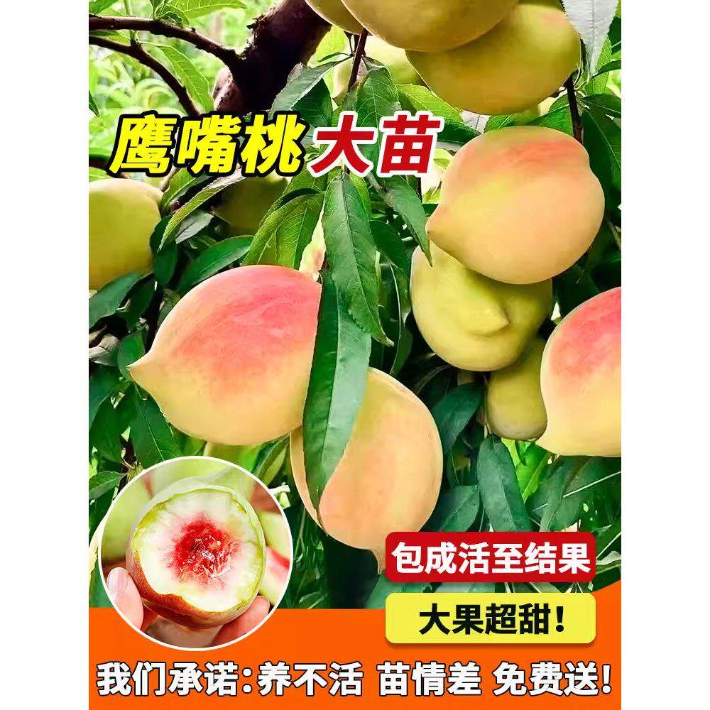 鹰嘴桃子树苗嫁接连平甜脆离核带土果树盆地栽南北方种水蜜桃苗木