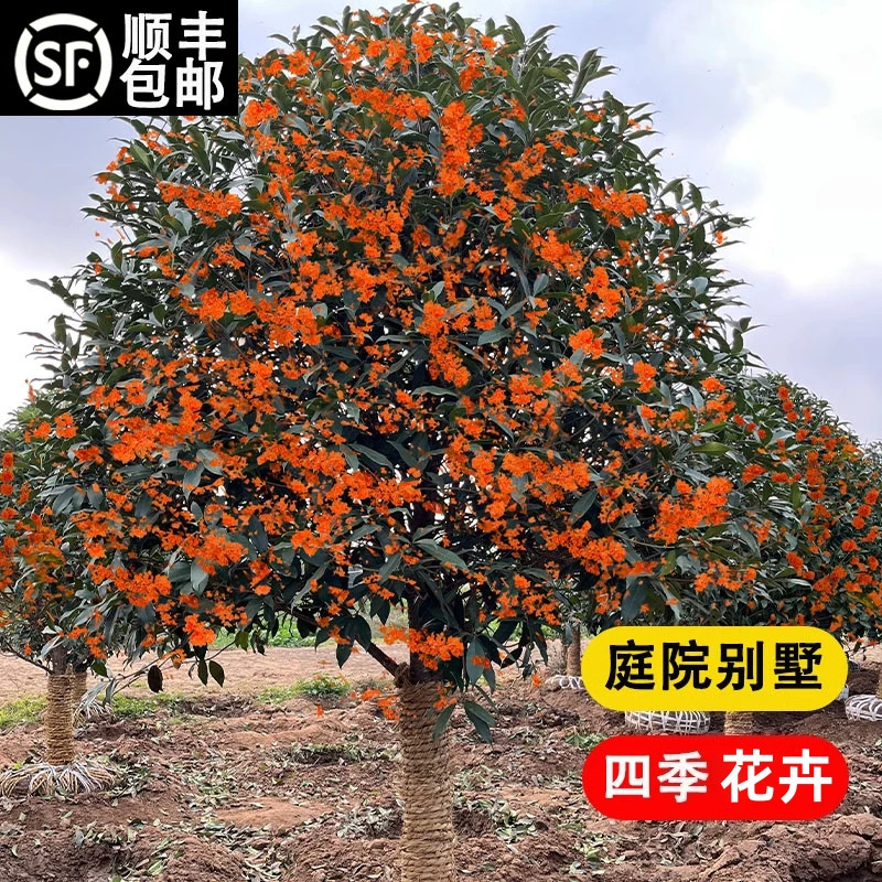 大型桂花树苗庭院地栽原生金桂丹桂浓香花卉盆栽植物四季桂花好养