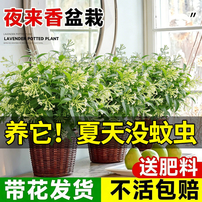 夜来香盆栽夏季驱蚊香草树苗花卉绿植物室内桌面阳台客厅四季开花
