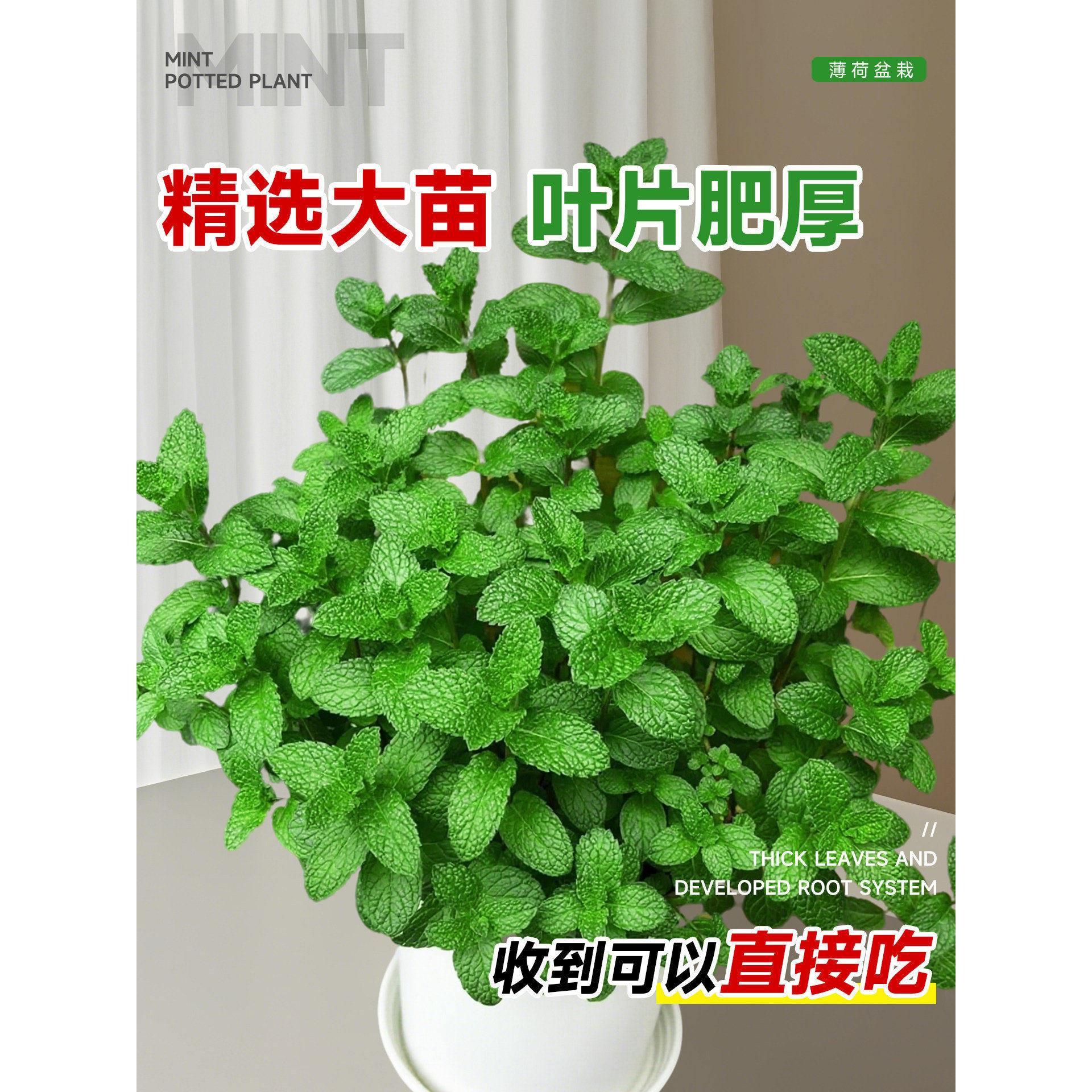 薄荷盆栽可食用留兰香迷迭香绿植室内办公室桌面好养驱蚊驱虫植物