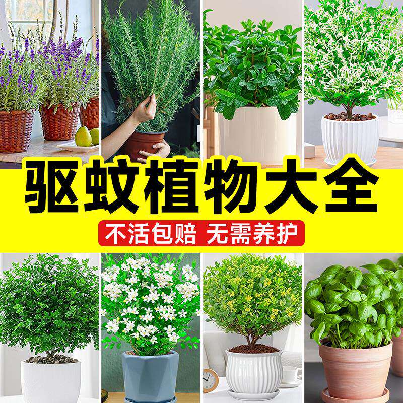 驱蚊植物室内薄荷盆栽室外驱虫四季薰衣草植物阳台绿植花卉天竺葵