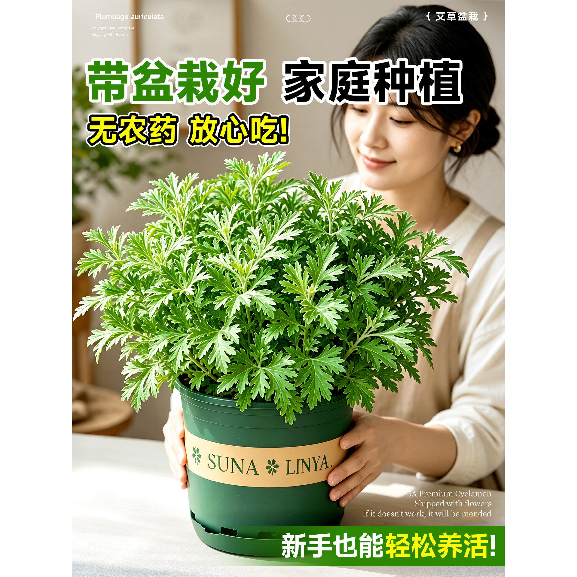 艾草苗驱蚊植物食用香草新鲜室内外阳台绿植盆栽防虫小叶艾蒿端午