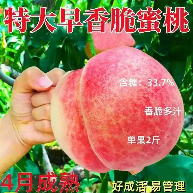 新品种桃树苗特大早香脆蜜桃树苗超甜早熟桃树苗北方南方种植盆栽