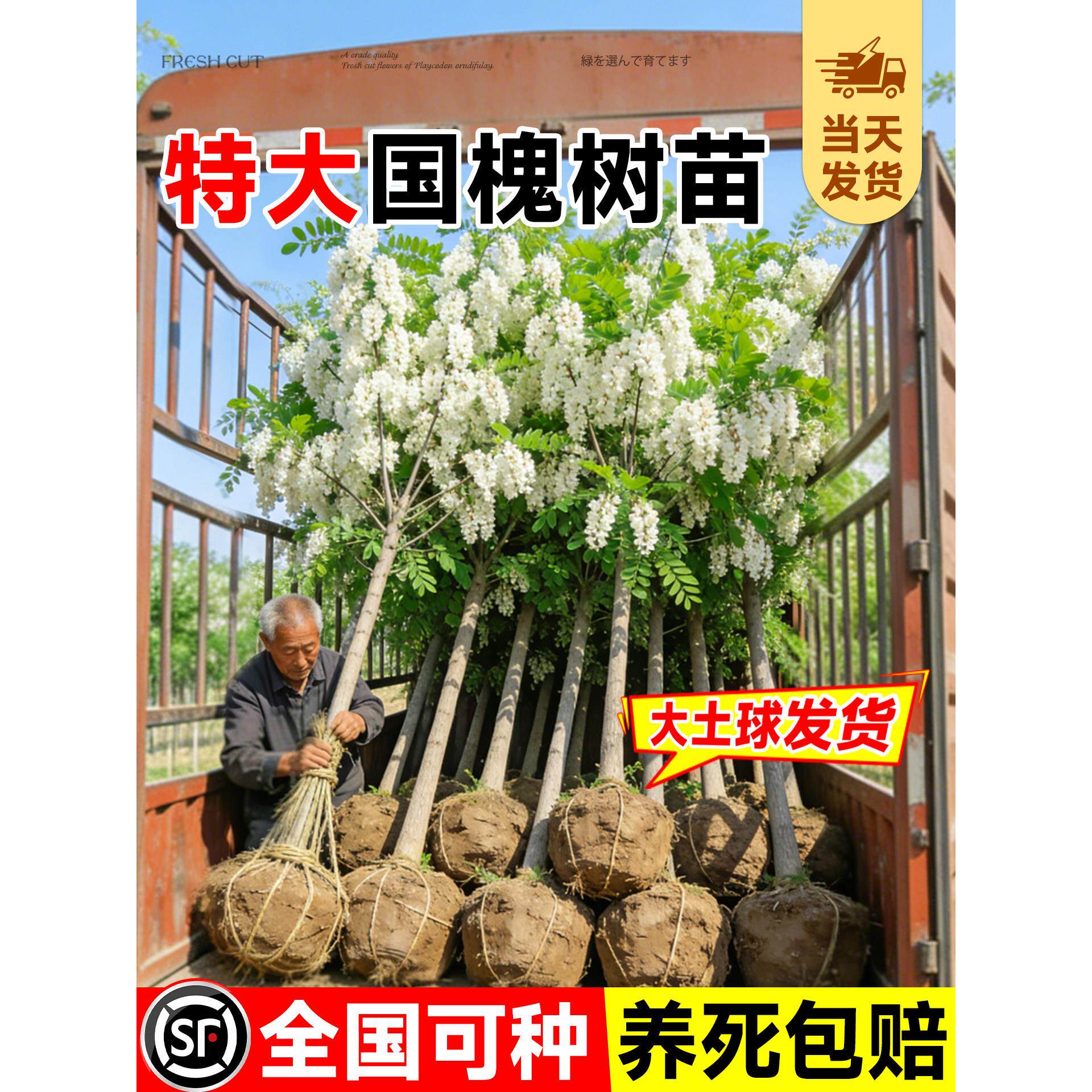 国槐树苗大树绿化速生国槐苗小苗黄金洋槐树行道树庭院道路行道树