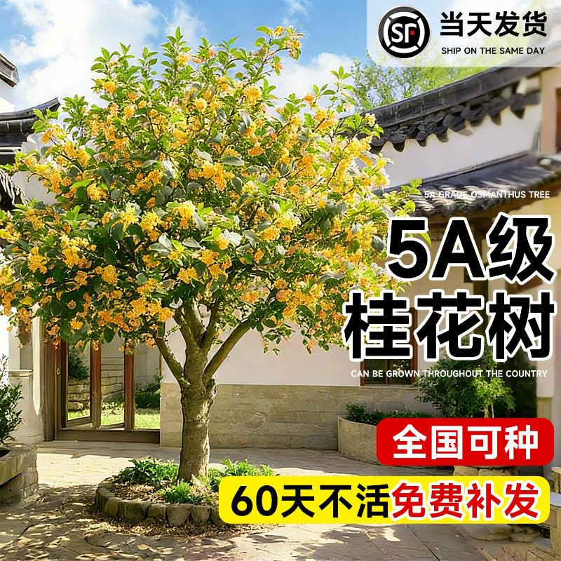 正宗桂花树苗庭院地栽花卉盆栽四季桂金桂老桩大树别墅室外四季开