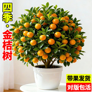 四季金桔树苗盆栽带果可食用客厅招财植物室内外小橘子盆景年宵花