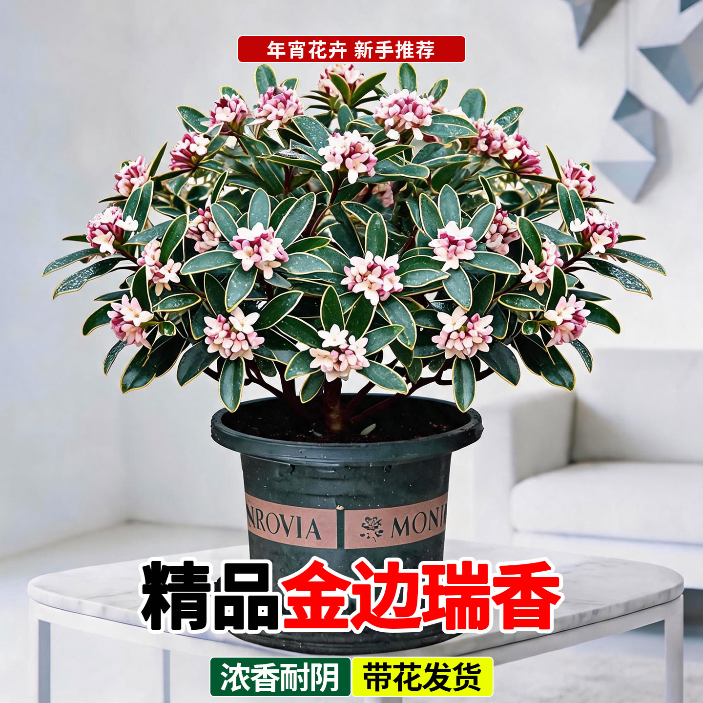金边瑞香冬季开花浓香耐寒年宵花图片