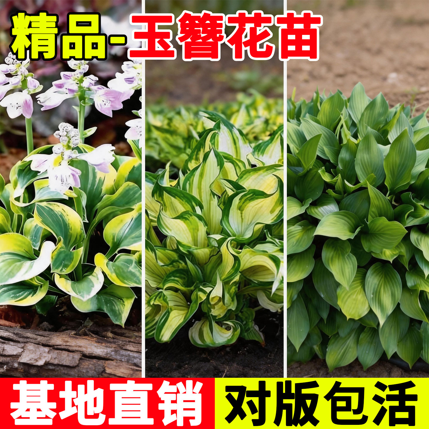 玉簪花苗室外观叶植物庭院绿化耐阴好养园林花镜耐寒花叶金边花卉