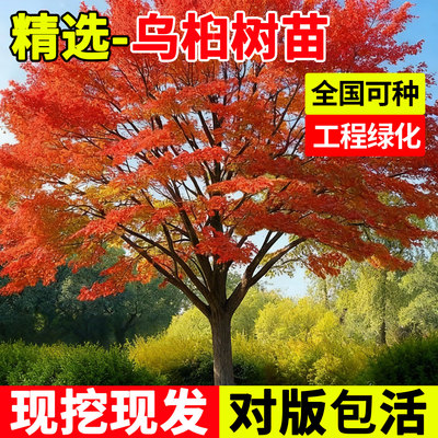 乌桕树大树庭院绿化红叶丛生苗