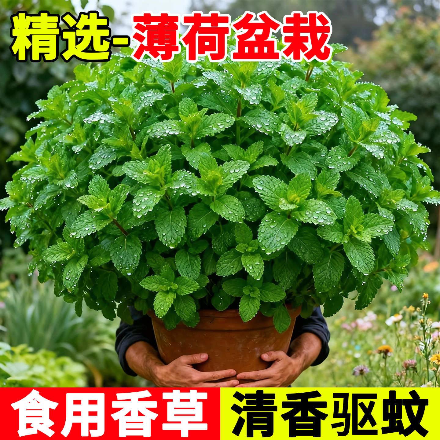 薄荷盆栽可食用香草水培植物留兰香室内清香驱蚊四季阳台绿植大苗