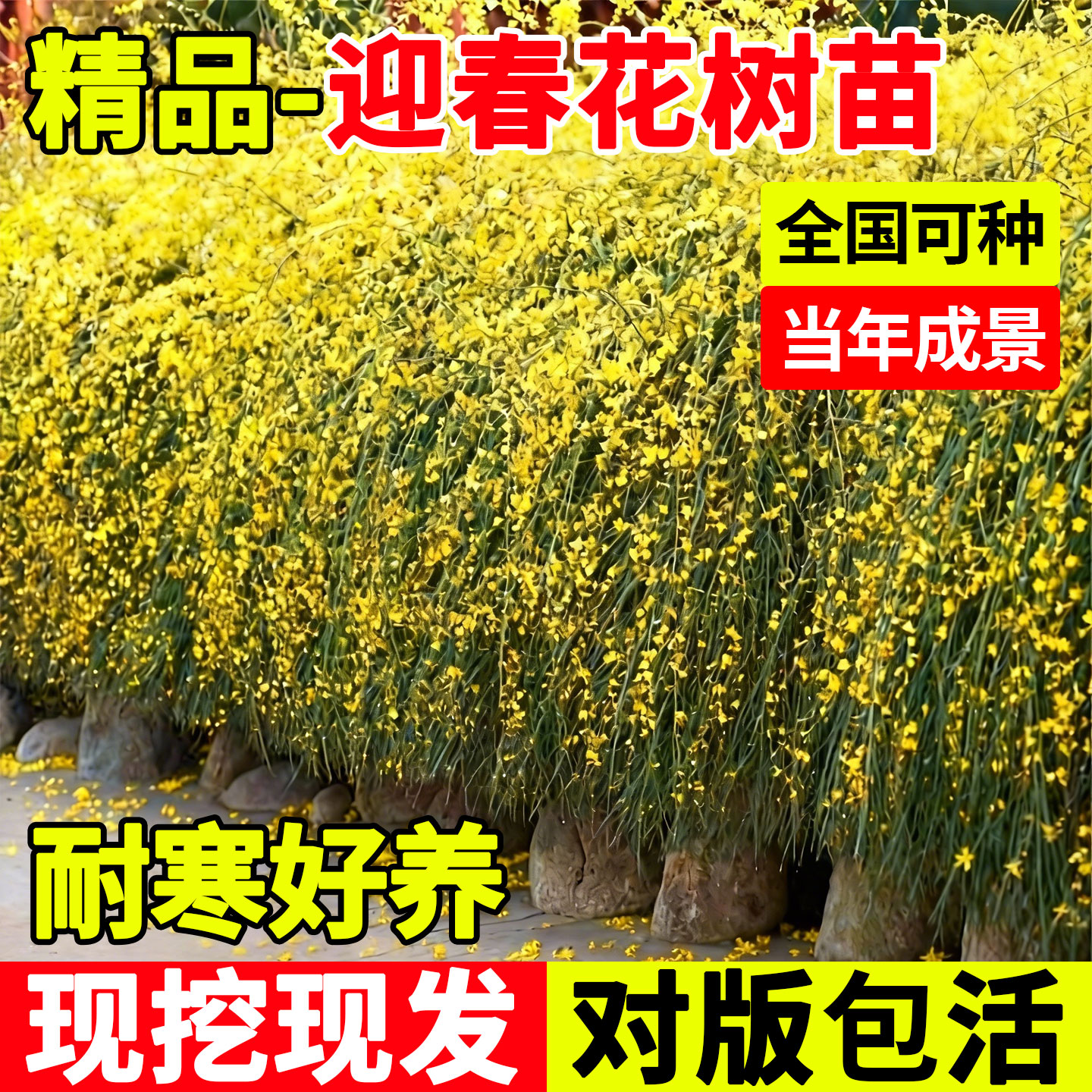 迎春花树苗耐寒庭院绿化连翘丛生