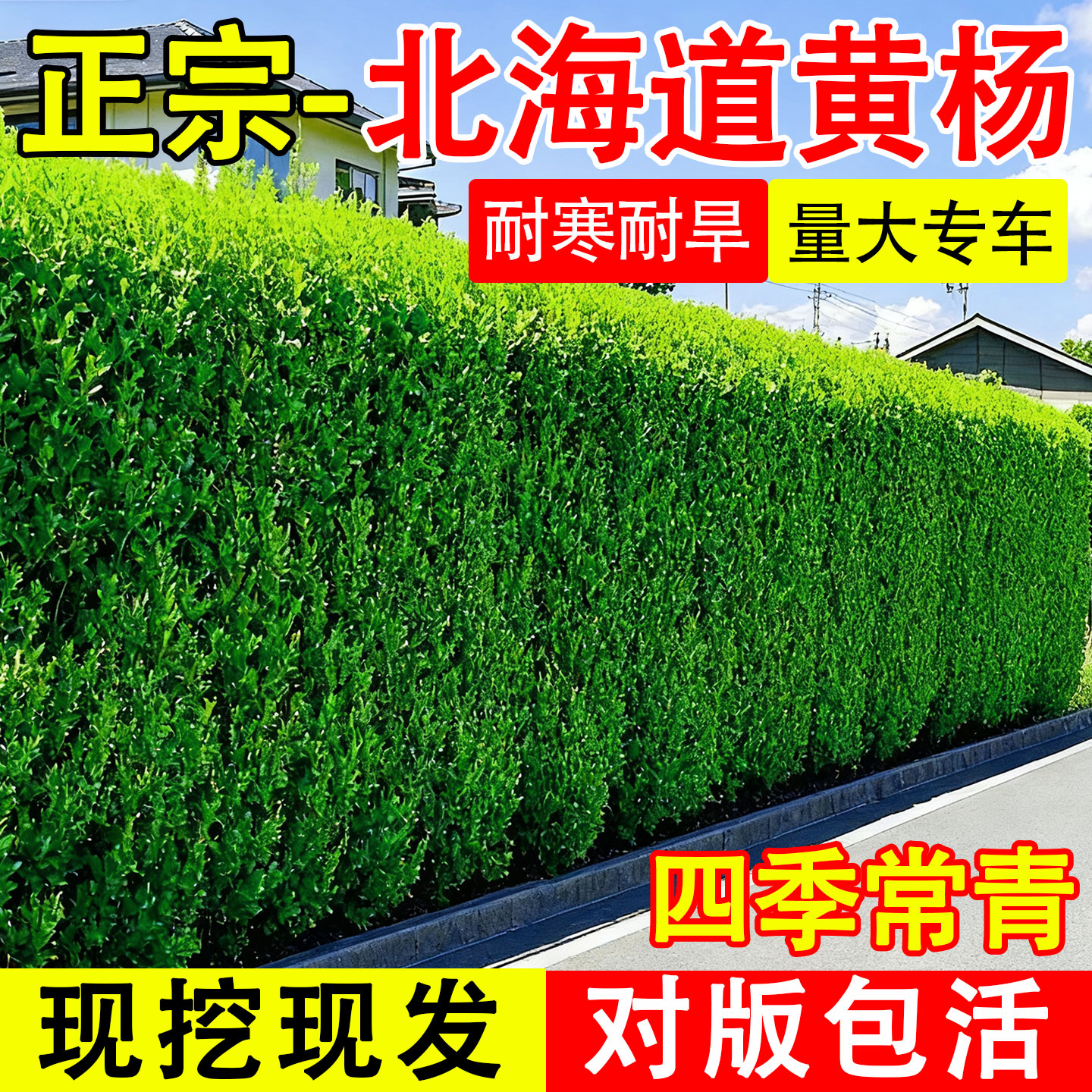 北海道黄杨丛生耐寒耐旱庭院绿化