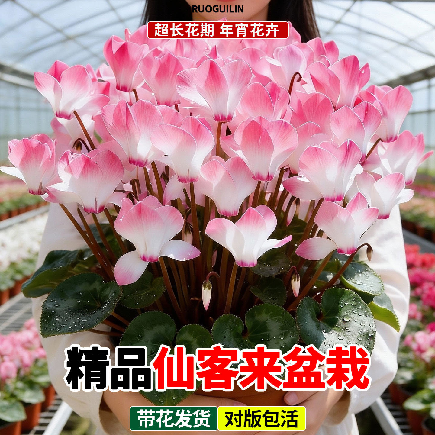 仙客来盆栽带花重瓣特大花四季阳台冬季开花耐寒植物室内年宵花卉