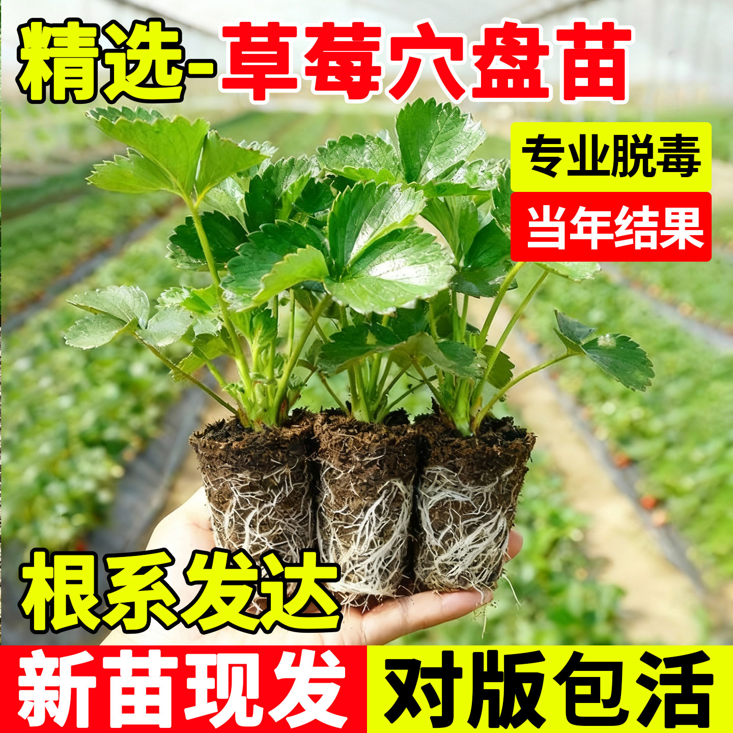草莓苗秧穴盘苗四季结果优质果苗