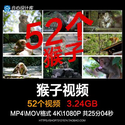 动物猴子小猴子捉虱子野生动物猕猴马骝爬树实拍视频素材