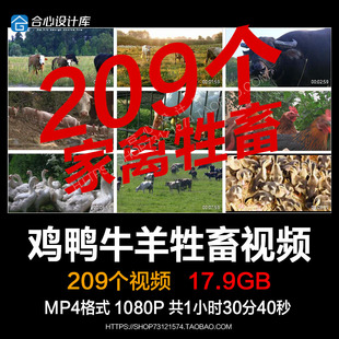 家畜家禽类养殖耕牛奶牛羊公鸡母鸡鸭鹅猪牛群猪圈养猪场视频素材