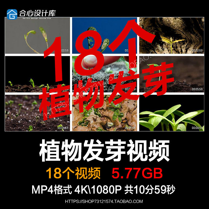 植物种子发芽幼苗快速生长延时嫩苗从土壤破土而出励志短视频素材