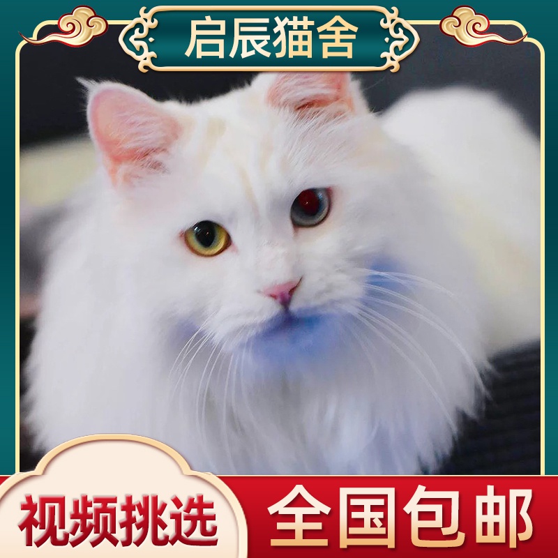 清女狮子猫幼猫仙东猫异瞳狮子猫f临山狮子猫双蓝眼j睛狮子猫