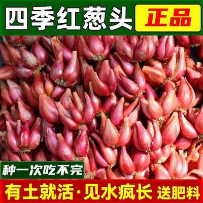 精选头茬红葱头可种可食熬油香